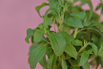 stevia plant.Stevia rebaudiana brancheson pink background. fresh stevia. Low Calorie Sweetener. 