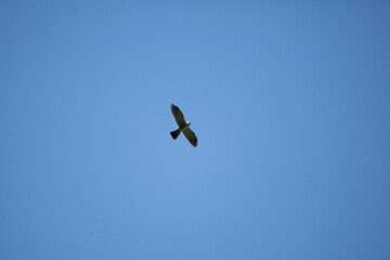 Mississippi Kite in Flight