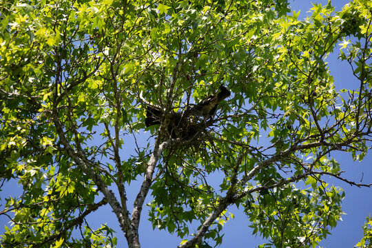 Nesting Pair of Mississippi Kites