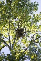 Mississippi Kite Guarding a Nest