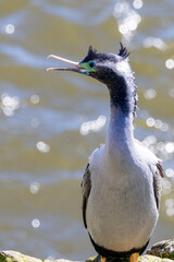 Spotted Shag, Endemic Cormorant of New Zealand