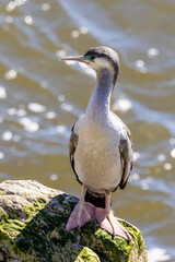 Spotted Shag, Endemic Cormorant of New Zealand