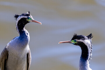 Spotted Shag, Endemic Cormorant of New Zealand