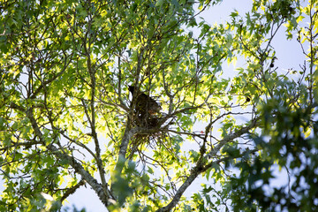 Mississippi Kite Guarding a Nest
