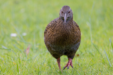 Weka Endemic Rail of New Zealand