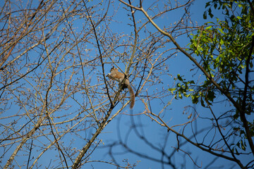Eastern Gray Squirrel Foraging