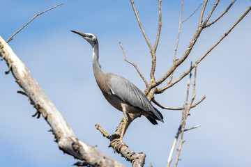 White-faced Heron in New Zealand