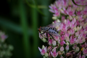 fly on a flower