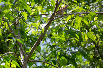 Curious Brown Thrasher on a Tree