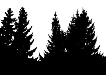 Silhouette of fir trees. Black and white vector illustration