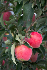 ripe red apples hanging on tree