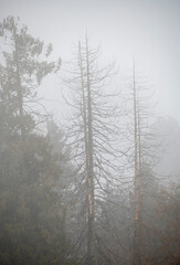 Fototapeta na wymiar bare evergreen snags in mist