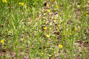 Monarch Butterfly on a Green Weed