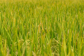 Rice growing in the field