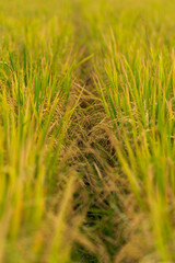 Rice growing in the field