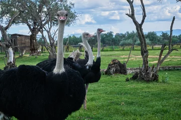 Fotobehang Avestruz mirando la camara con otras avestruces en un paisaje abierto © Ed
