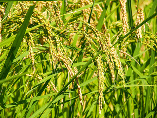 秋のイメージ 稲刈り前の稲穂