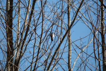 Downy Woodpecker Foraging