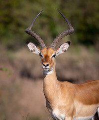 Naklejka na ściany i meble An impala in Africa 