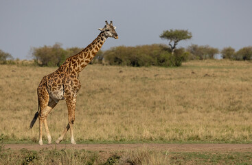 A giraffe in Africa 