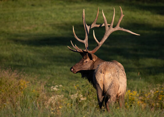 Elk in Pennsylvania 