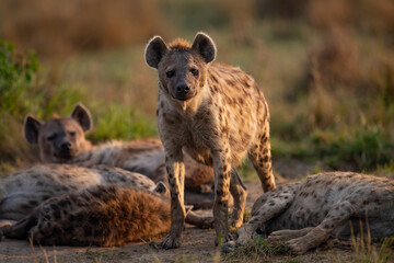 Een hyena in Afrika