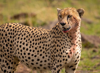 A cheetah hunting in Africa 