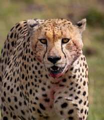 Naklejka na ściany i meble A cheetah hunting in Africa 