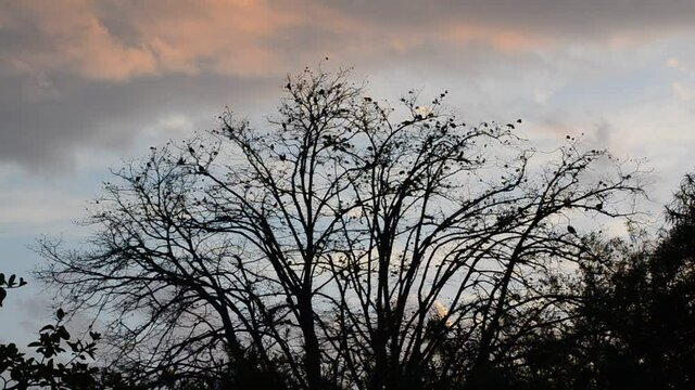 Árbol de tilo deshojado cubierto de aves un atardecer invernal de nubes anaranjadas. Siluetas de pájaros en las ramas de un árbol desnudo.	