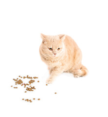 Cute cat and dry food on white background