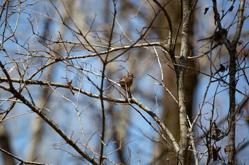 Curious White-Throated Sparrow