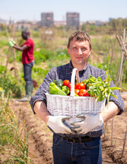 Fototapeta premium Happy farmer with basket of ripe vegetables in the garden