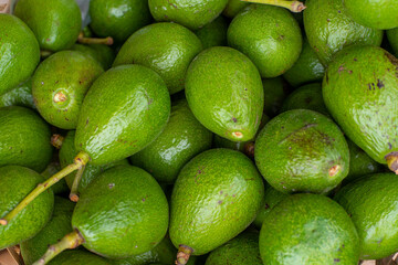 Avocado also refers to the Avocado tree's fruit, which is botanically a large berry containing a single seed. Avocados are very nutritious and contain a wide variety of nutrients.