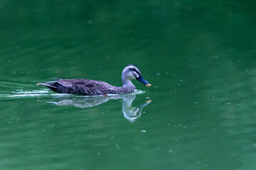 duck in the water