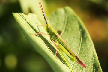 beautiful grasshopper insect on leaf, rare animal, macro photography