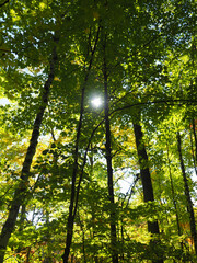 sun shining through trees