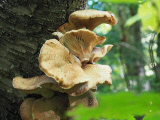mushrooms in the forest