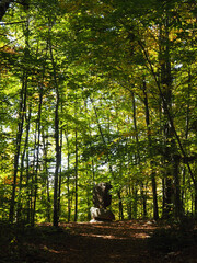 forest in the morning