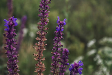 Beautiful Salvia pratensis. Meadow clary.  Meadow sage. Honey plant. (selective focus)