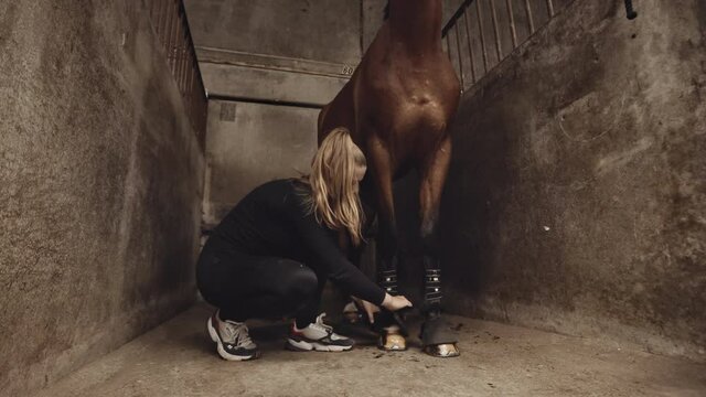 Woman Tying Straps Around Horse's Fetlocks In Stables Stall