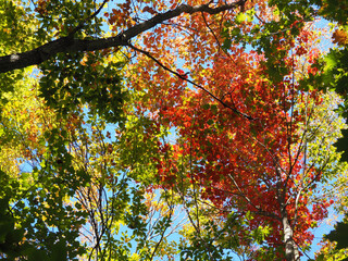 autumn leaves background