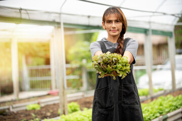 Gardener beautiful woman holding fresh green organic lettuce in greenhouse