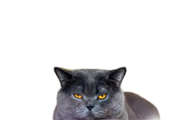 Blue British Shorthair cat on a white background, Closeup of the head and face of the cat is making...