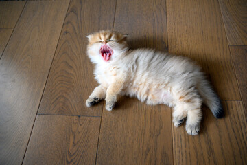 Kitten opens its mouth wide yawning sees teeth and tongue, cat just woke up and is sleepy, top view...