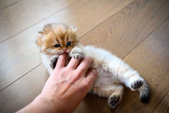 Kitten gnawing fingers, cat teasing people's hand, cute little British longhair golden color biting fingers and having fun playing with people, view from above