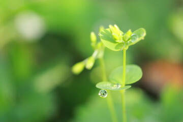 beautiful dew on green leaf, macro photos, wallpaper background texture