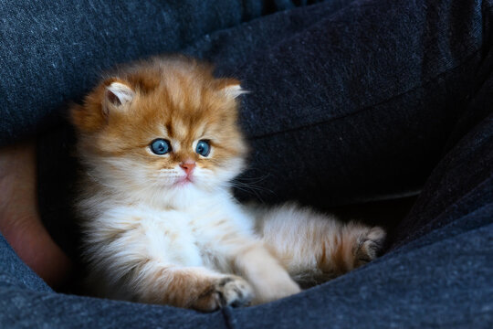Kitten resting and relaxing in blue hammock, British long hair golden color laying comfortably in supine position, view from above. A good pedigree cat is cute and beautiful.