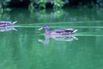 Don't leave me alone Ducks!!