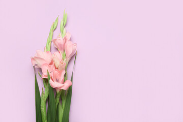 Gorgeous gladiolus flowers on color background