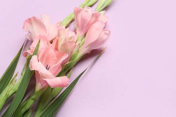 Gorgeous gladiolus flowers on color background